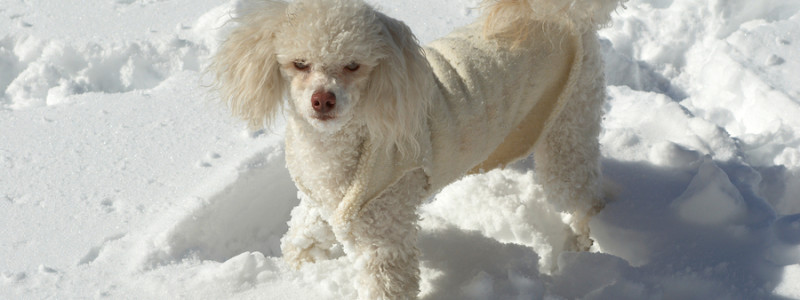 Cold Weather Safety Tips for Poodles and Other Pets