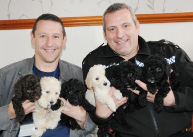 Stolen Poodle Puppies Returned