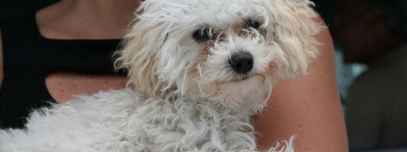 They are Never "Just a poodle Dog"