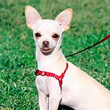 Easy Walk Harness and Leash (Petite For Toy Breeds-Girth Adjusts From 12-16", 6' Leash 3/8" Wide, Black/Silver Color)