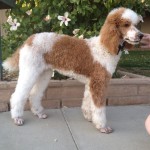 Parti-colored poodle