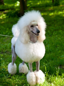 Popular Poodle Culture-Appearance and  Grooming
