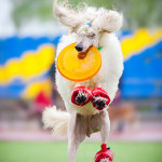 The Poodle as a breed is known to be extremely energetic