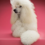 The Standard Poodle