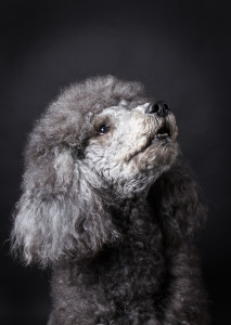 Progressive Retinal Atrophy in Poodles