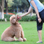 Poodles are very energetic 