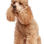 The Miniature Poodle: