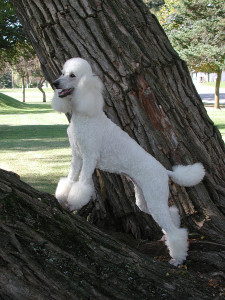 General Health Issues in Poodles