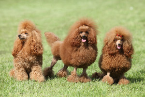 General Care and Grooming for a Poodle