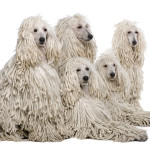 Corded Coat Standard Poodle