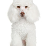 The Toy Poodle: