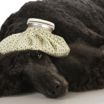 poodle health