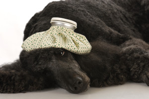 Addison's Disease in Poodles