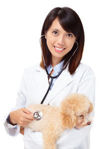 Digestive Issues of the Poodle