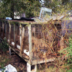 Puppy Mill or a Breeder 