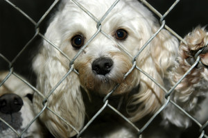 A Puppy Mill or a Breeder – What’s the Difference  