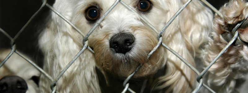 A Puppy Mill or a Breeder – What’s the Difference