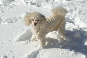 Cold Weather Safety Tips for Poodles and Other Pets 