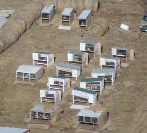 Be A Voice Against Puppy Mills