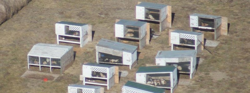 Be A Voice Against Puppy Mills