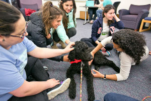 Poodle Helps Students De-Stress