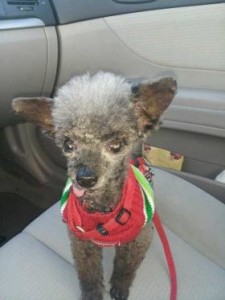 director faces charge in fatal attack on poodle