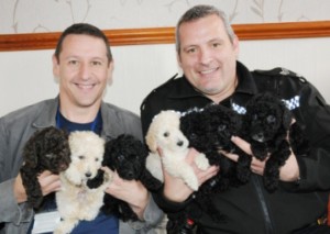 Stolen Poodle Puppies Returned