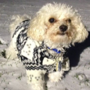 Carjacked poodle