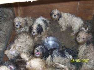 puppy mills