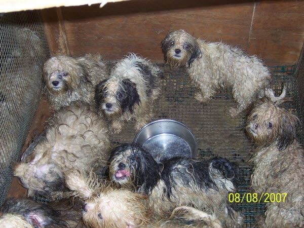 puppy mills