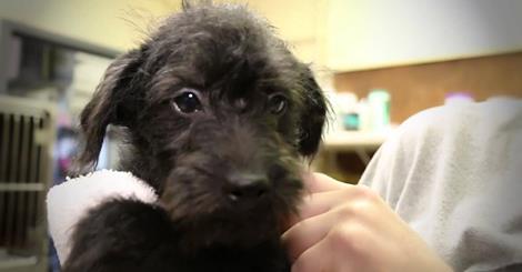 Zoe's New Home - A Good News Story