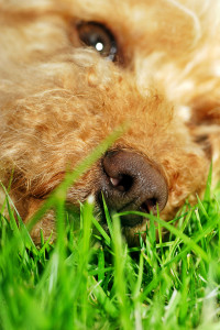 Dermatitis - The Most Treated Condition In Dogs