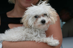They are Never "Just a poodle Dog"