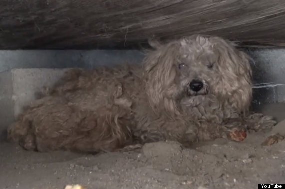 Woody The Poodles Story