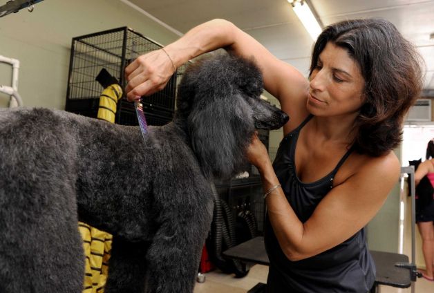 Dog Grooming - Is This The Next Level