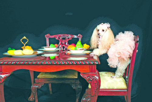 Teacup Poodle Amrerica's Top Dog Model