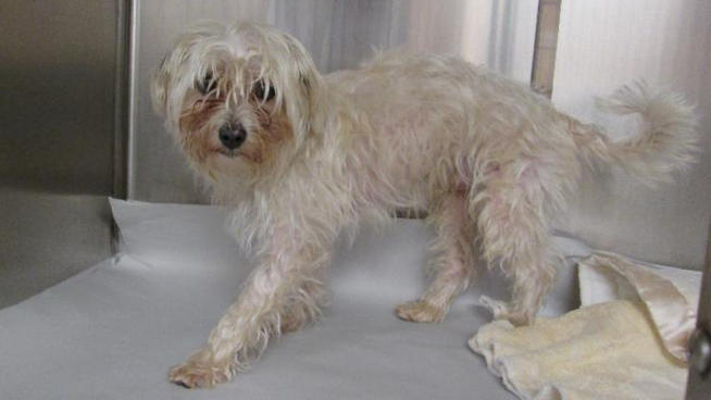 Help Catch A Poodle Abuser