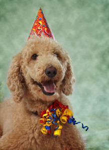 Rachael Ray's Best Cake Ever - Paws Down
