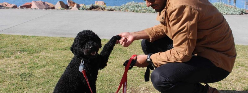 READ HOW A POODLE CHANGED A FOOTBALLERS LIFE!