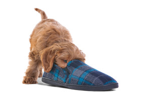 Stopping Unwanted Behaviors In Your Poodle