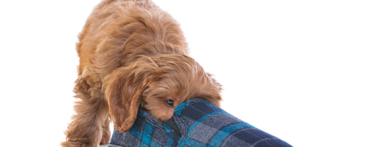 Stopping Unwanted Behaviors In Your Poodle