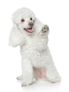 bigstock-White-Toy-Poodle-31201061